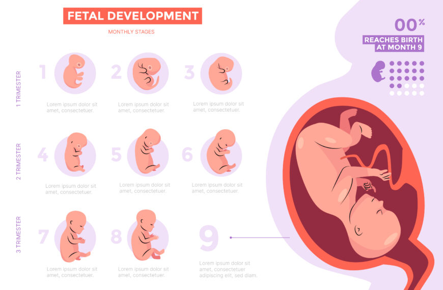 Fetal Development: Growth of a Baby in the Womb for 9 Months