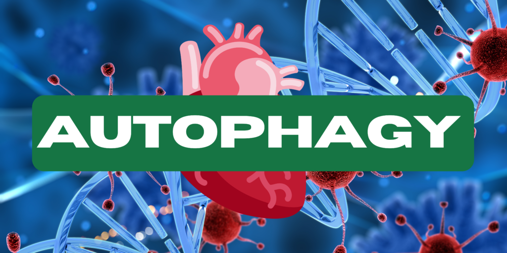What is Autophagy